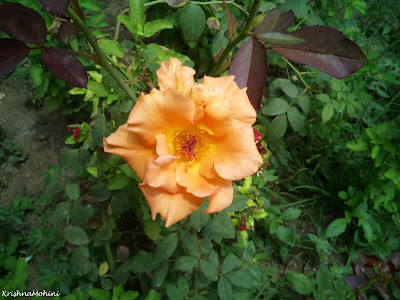 Image: Golden Rose