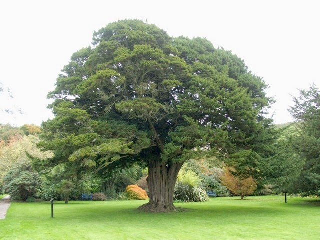 cut magic trees or yew trees