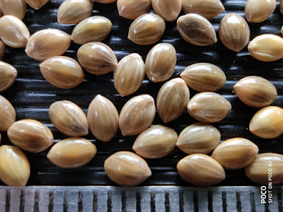 Close-up photo of Proso Millet grains.