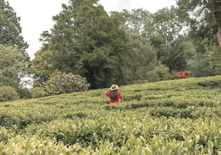 a girl in a red dress stands in the middle of a tea plantation, surrounded by tall, green trees