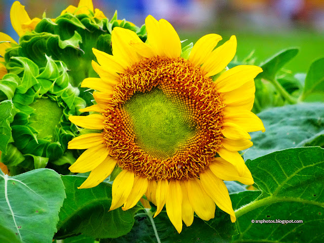Beautiful Sunflower at Eco Tourism Park, Kolkata Beautiful Sunflower at Eco Tourism Park, Kolkata