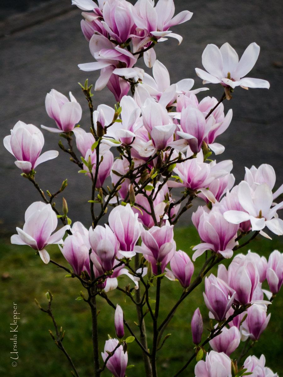 Garten Bilder: Die Magnolie