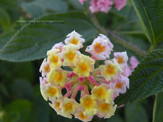 Yercaud Flower
