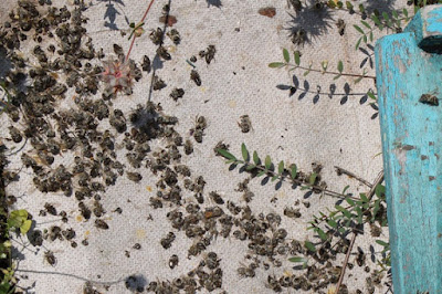 Μελισσοκομικα Προβληματα : Πολλές νέκρες μέλισσες στην είσοδο (Υπάρχουν και μαύρες γυαλιστερές)