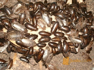 Kecoak udang (Nauphoeta cinerea) Makanan kaya protein masa depan Kecoak udang (Nauphoeta cinerea) Makanan kaya protein masa depan