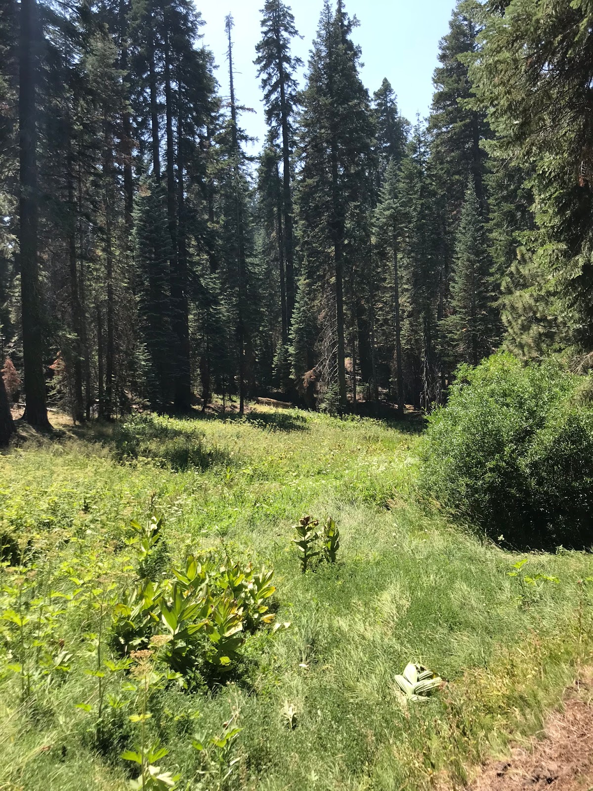 Lost In The Los Padres Maggie Lakes