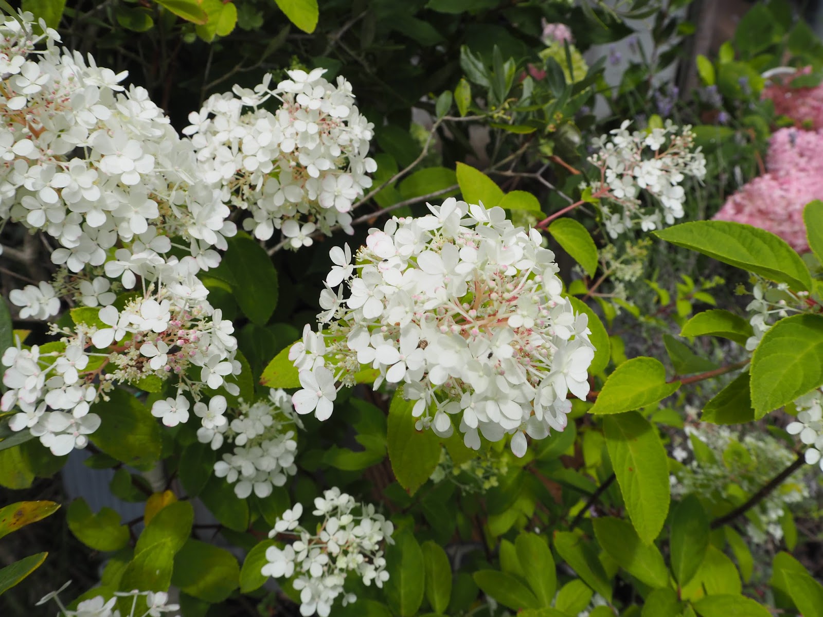 From The Garden Of Zen Ajisai Japanese Hydrangea Flowers Chojyu Ji