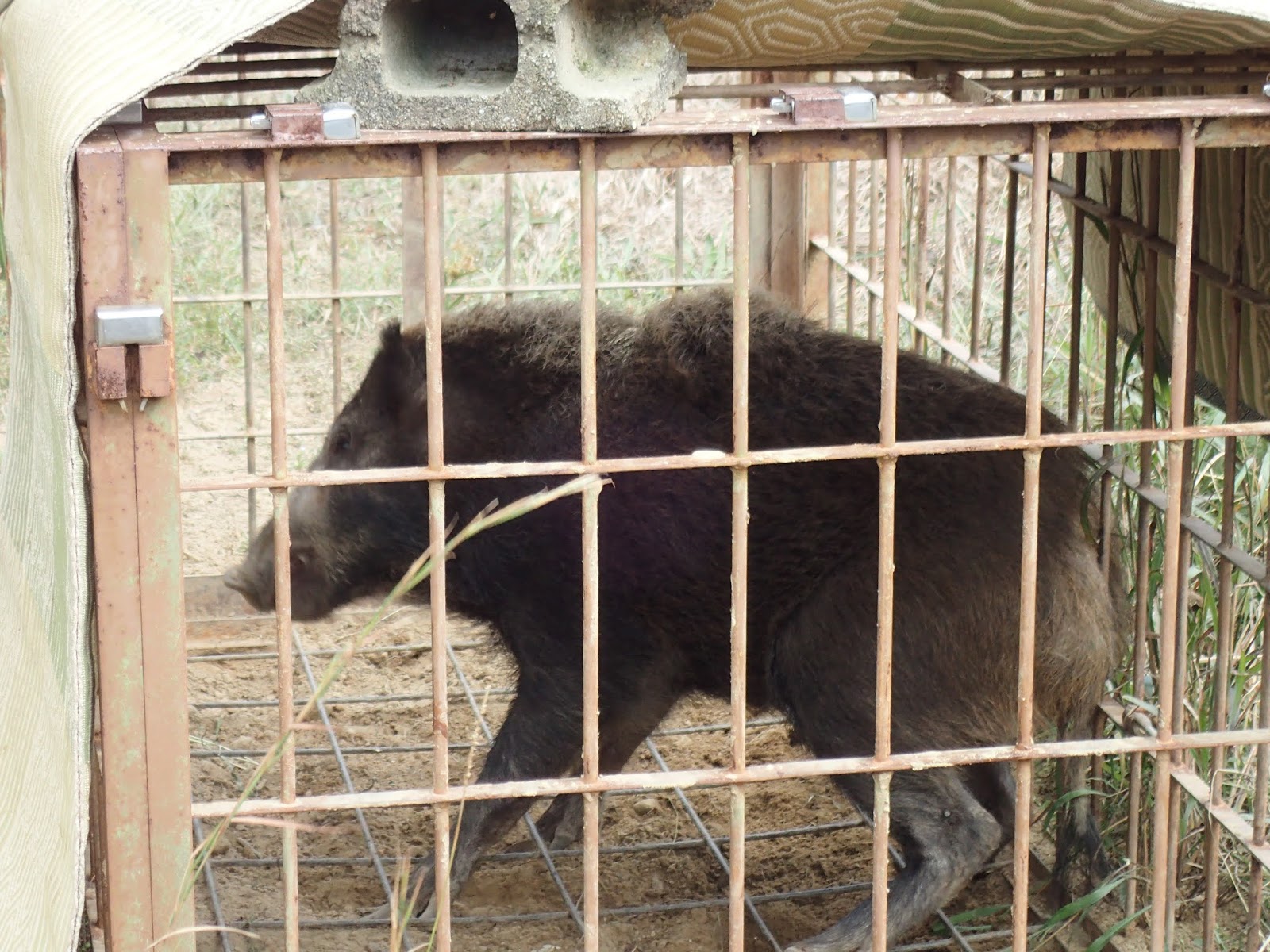 猪を解体した時の話 生物系理系学生の雑記帳