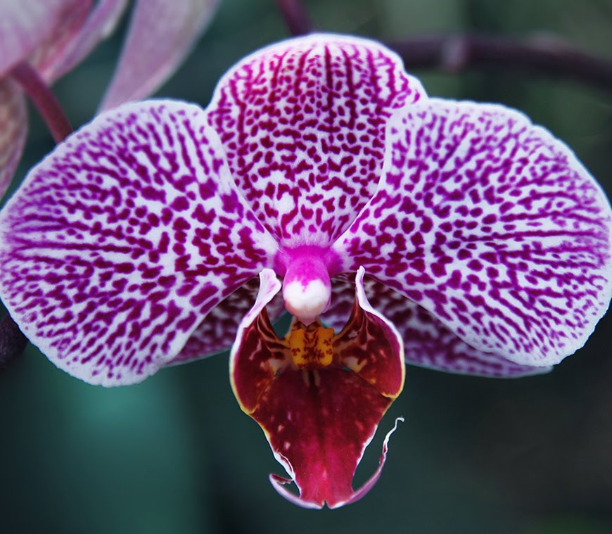 Heini Drui: Orhideed II