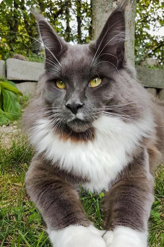Picture of a bicolor solid gray-and-white Maine Coon