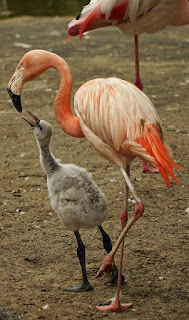 https://pixabay.com/en/flamingo-pink-water-bird-1096293/