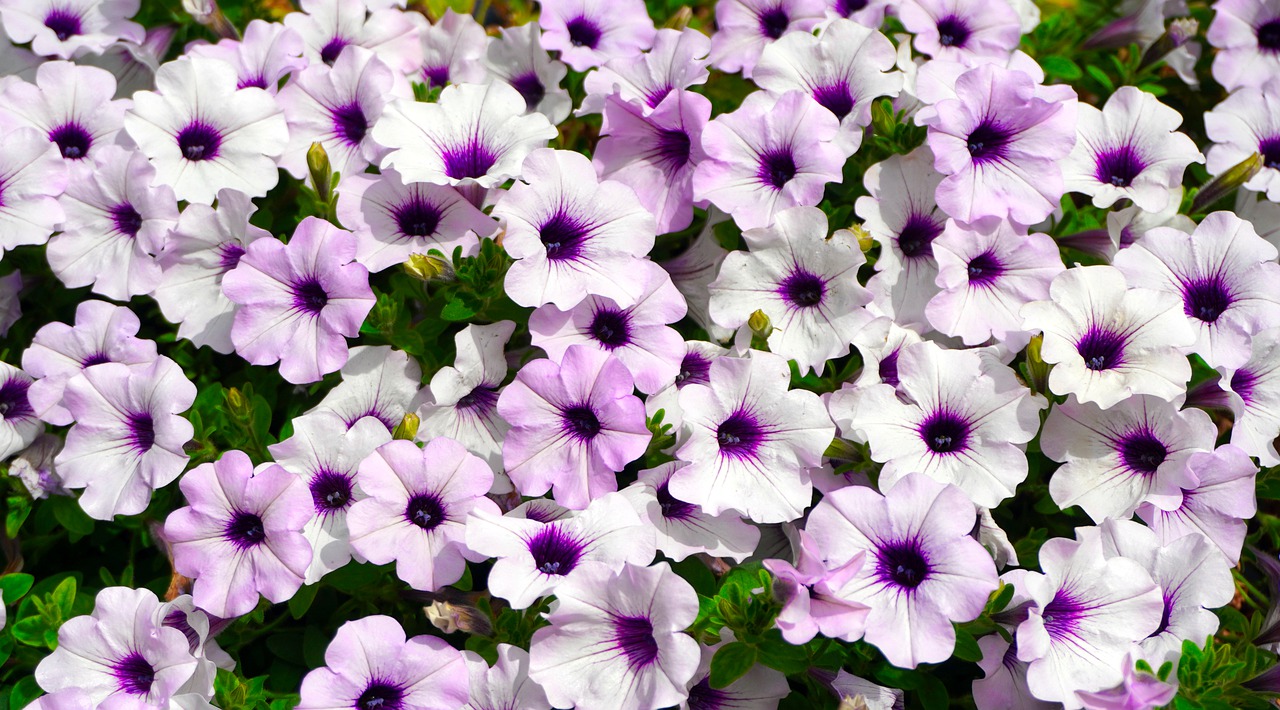 Petunias