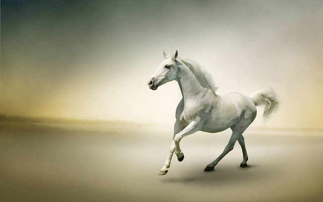 horse wallpaper