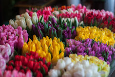 Multi-colored tulips on display. Photo by John Mark Smith