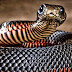 9 of the World’s Deadliest Snakes