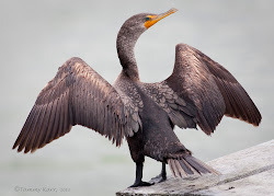 wings birds never wonder drying cormorant fun despite roam