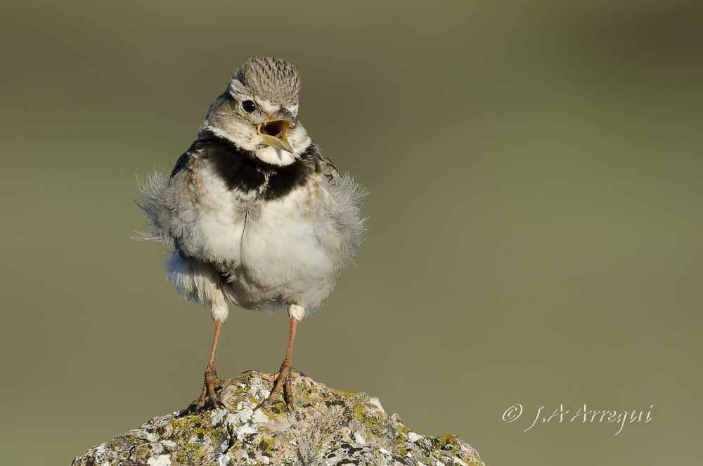 Calandria común, Melanocorypha calandra, Calandra Lark Calandria común, Melanocorypha calandra, Calandra Lark