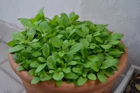 Holy Basil or Ocimum tenuiflorum Holy Basil or Ocimum tenuiflorum