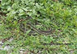coop snakes chicken keep snake defense repel ways easy grass