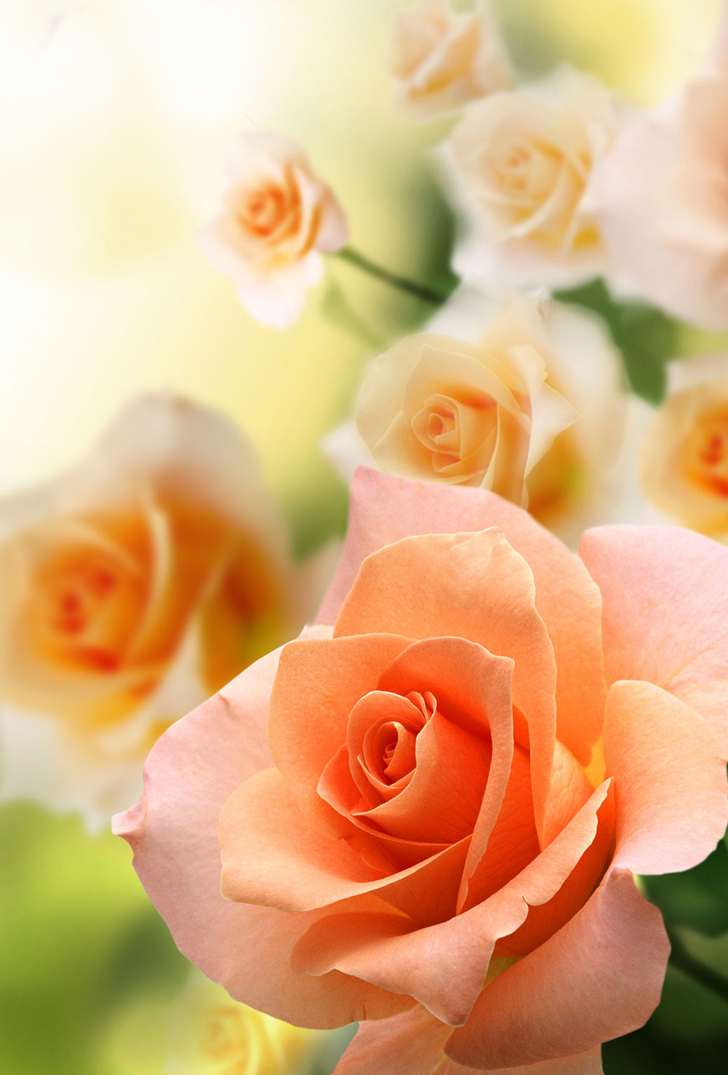 Pink roses orange macro mobile wallpaper - HD Mobile Walls