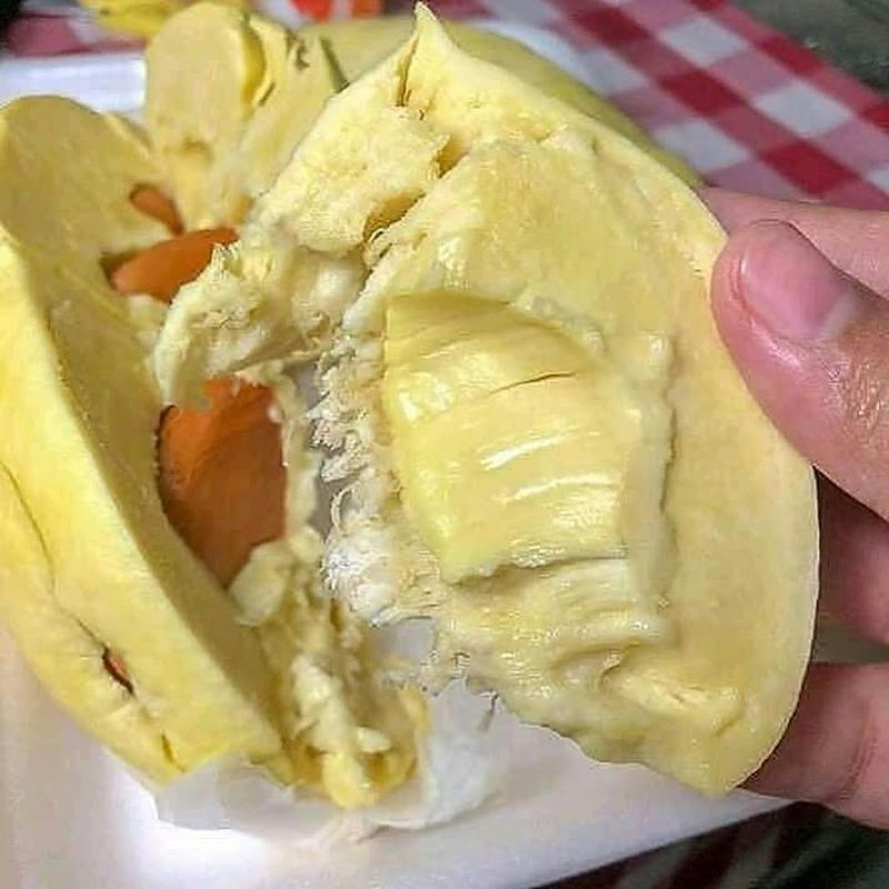 Bibit Durian Musangking Kaki 3 Gorontalo