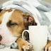 Ποια είναι η θεραπεία της γρίπης στον σκύλο...