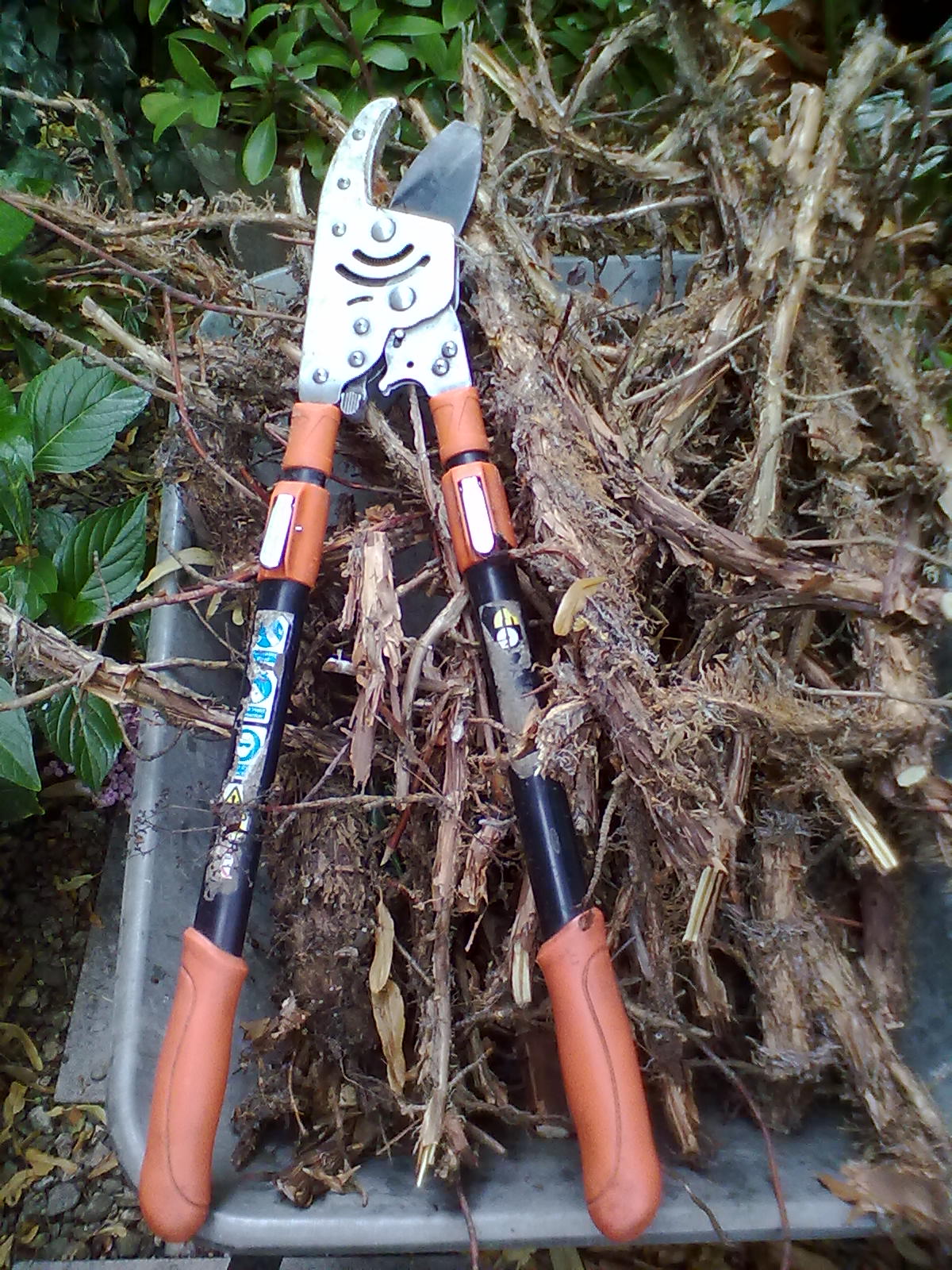 Rachel the Gardener Bamboo how to thin and tame a BIG clump!