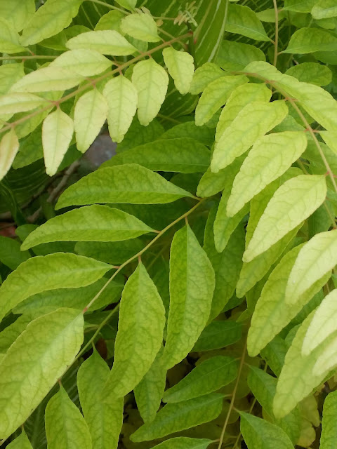 Essay on neem tree for class 4 picture