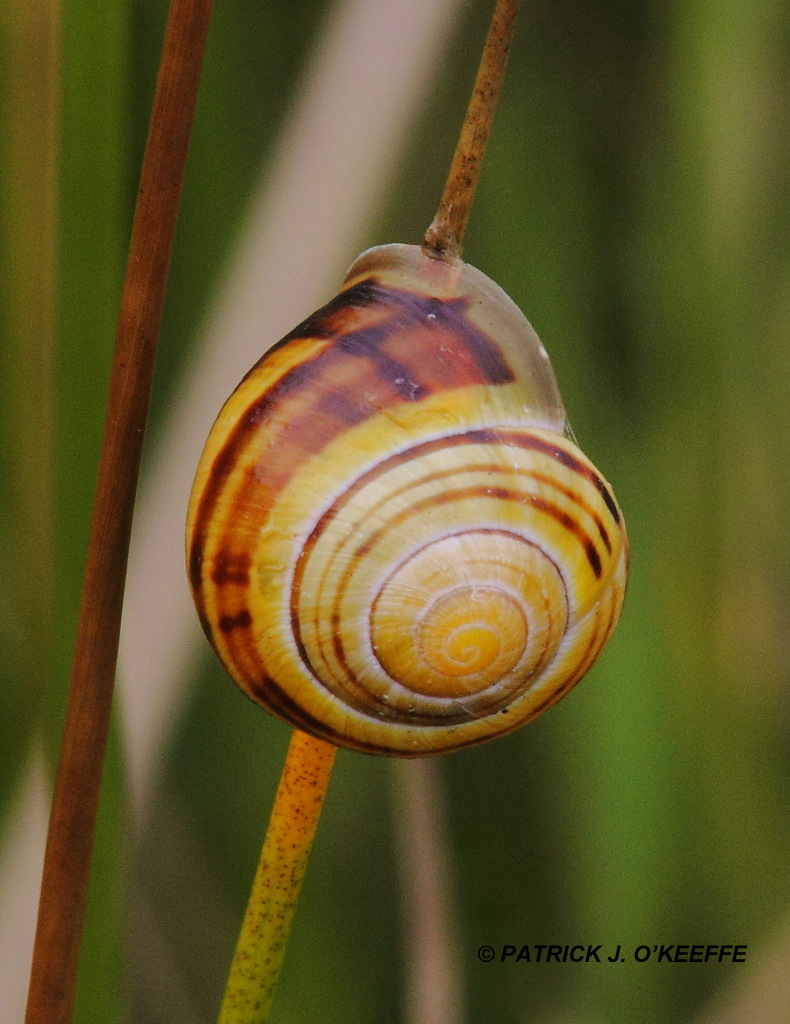 Raw Birds WHITE LIPPED SNAIL / GARDEN BANDED SNAIL (Cepaea hortensis
