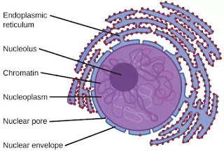 Nucleus