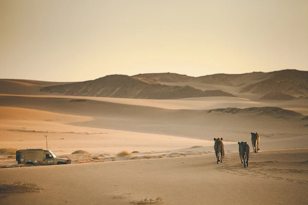 Namibia's desert lions