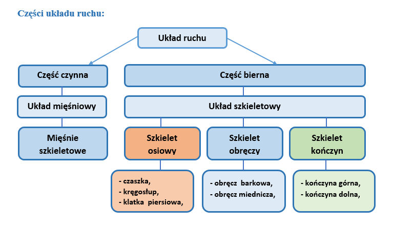 Co To Jest Ochrona ścisła UKŁAD RUCHU