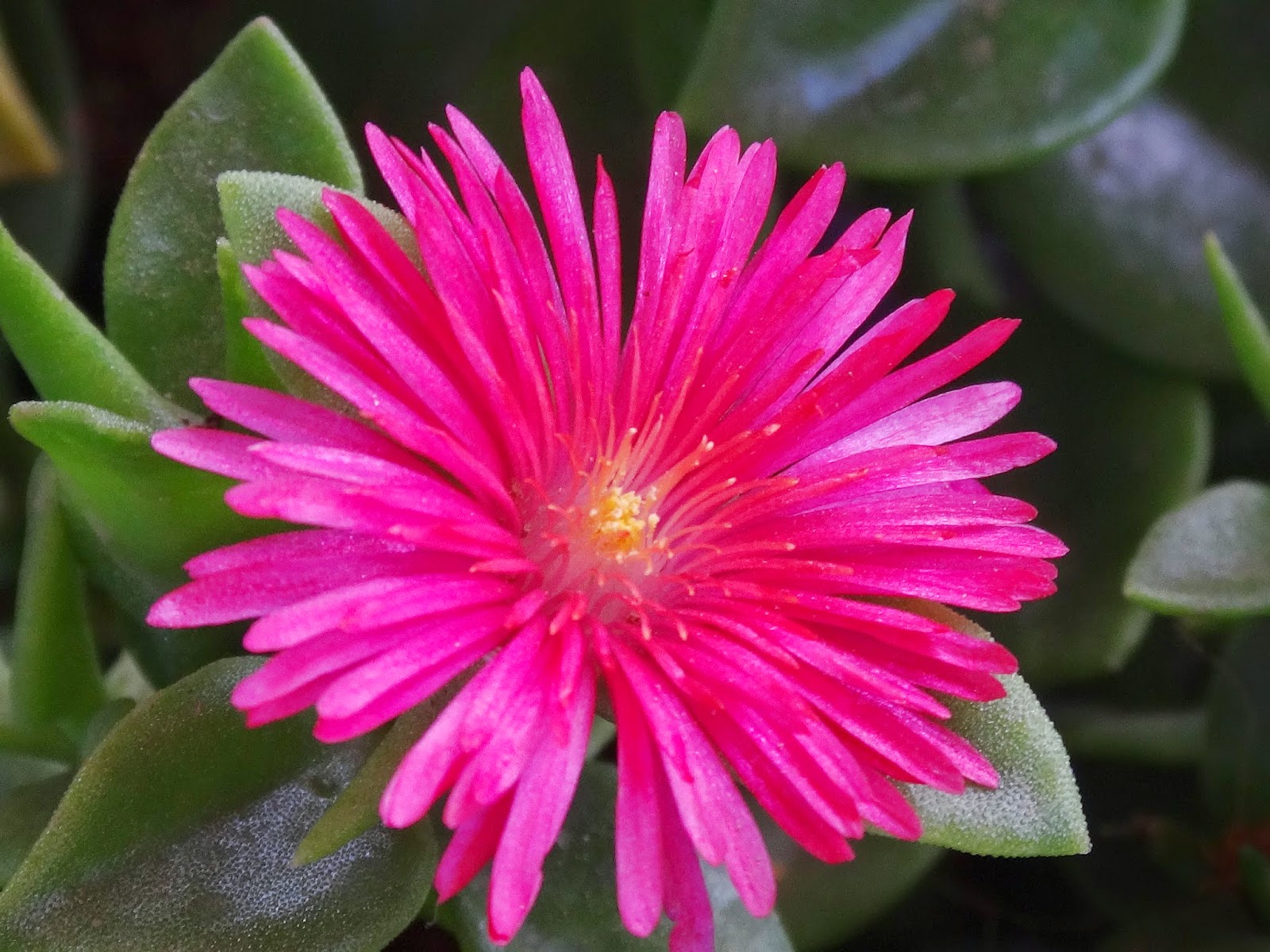 Uma flor por dia Aptênia