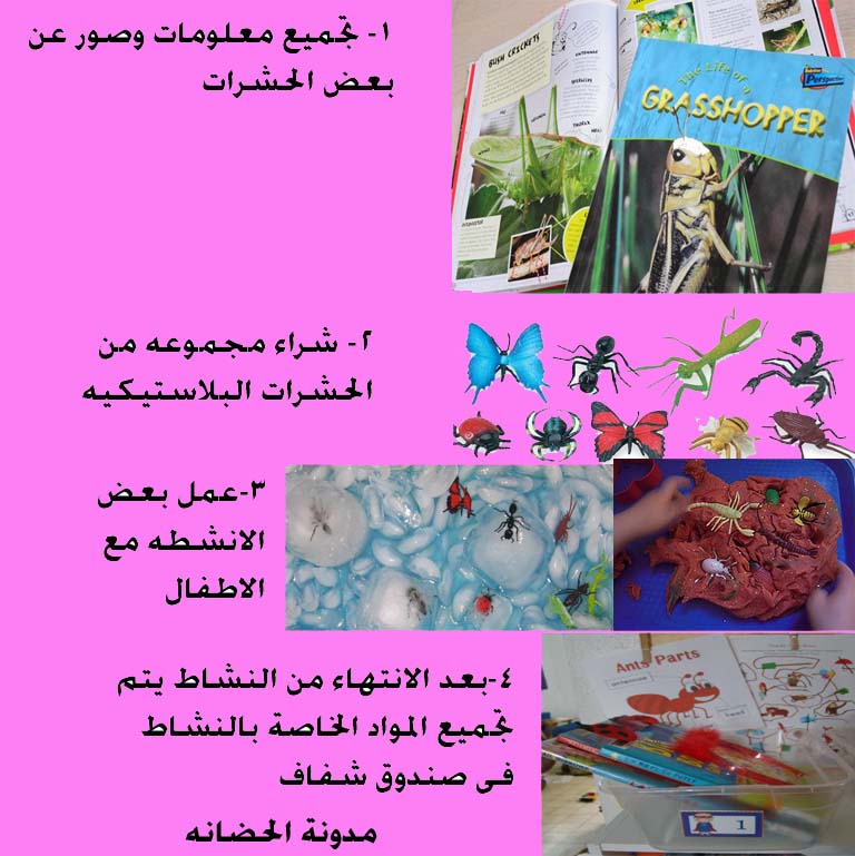 الحشرات واهمية معرفة الطفل عنها بشكل ممتع مشروع لاجازة الصيف صور وفيديو