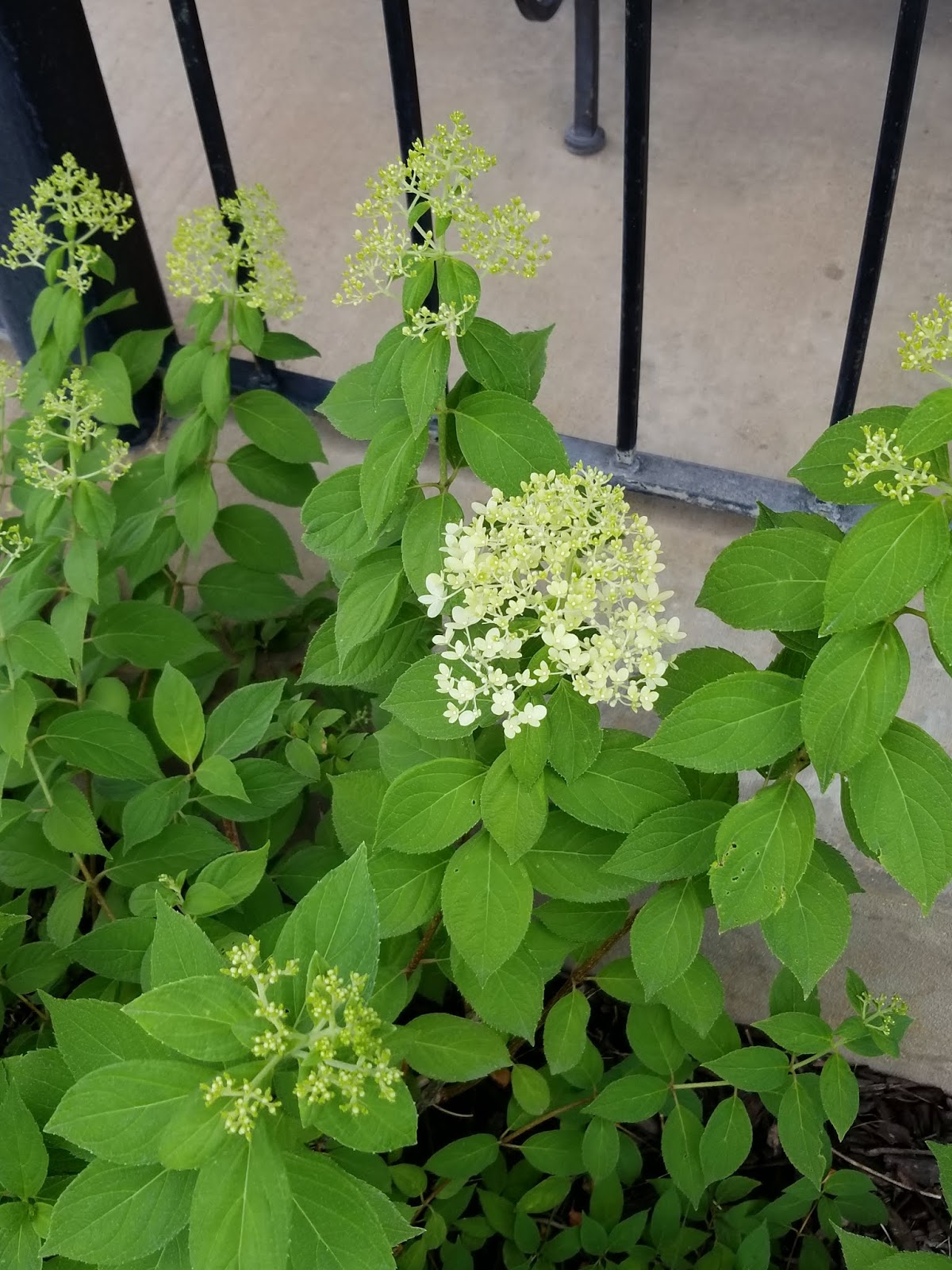 Amazon Com 1 Gallon Limelight Hydrangea Extravagant Large