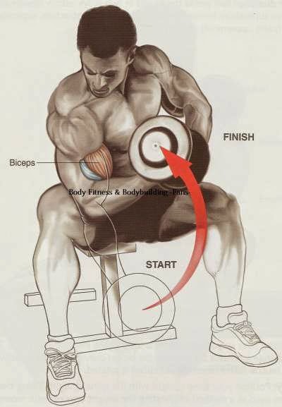 Biceps and Forearms Workout Examples | Tips | Fashion and Health Spot