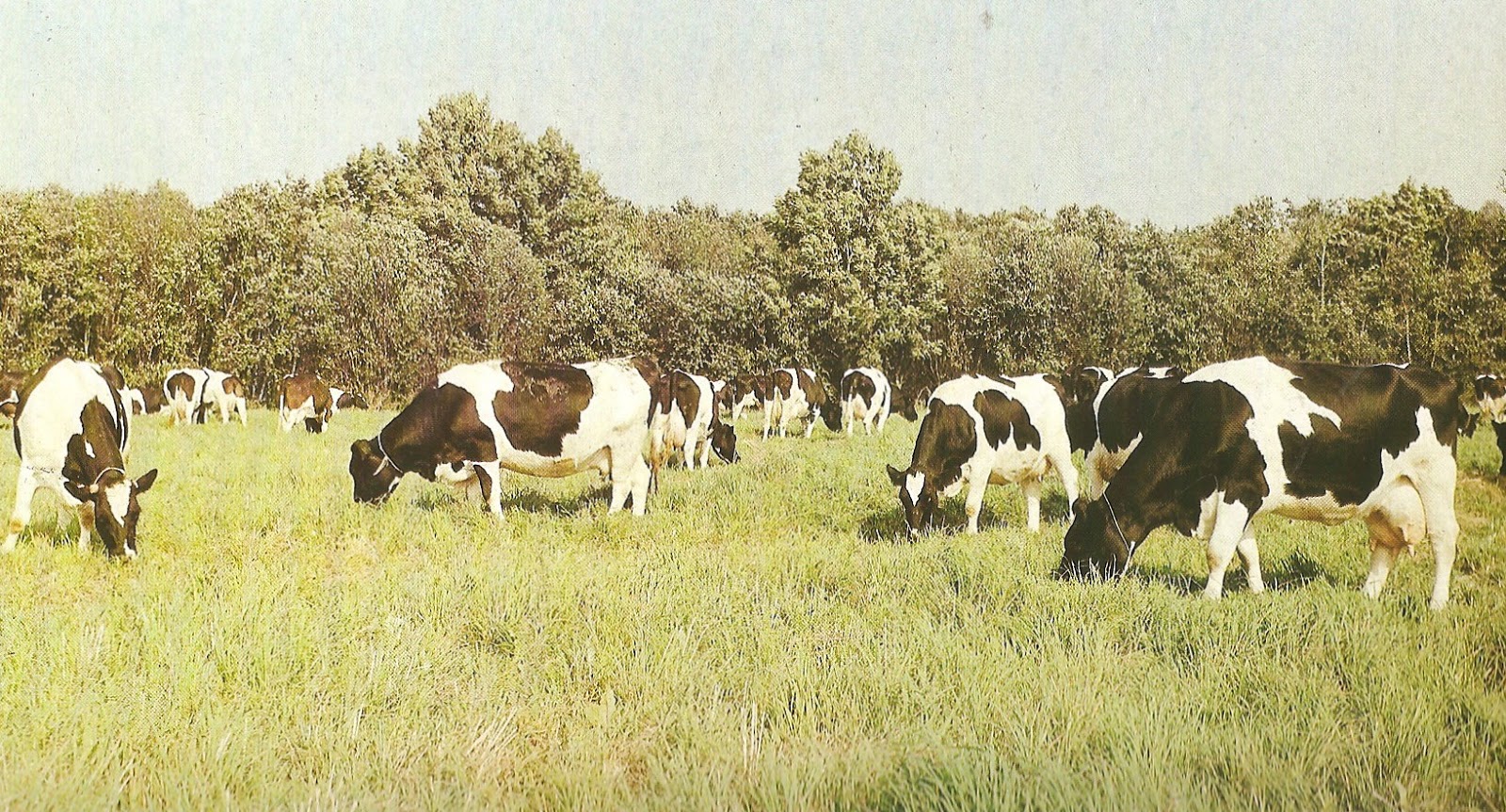 спк колхоз имени куйбышева самарская область. советские коровы. теленок в колхозе. колхоз коровы. коровы в колхозе в россии.