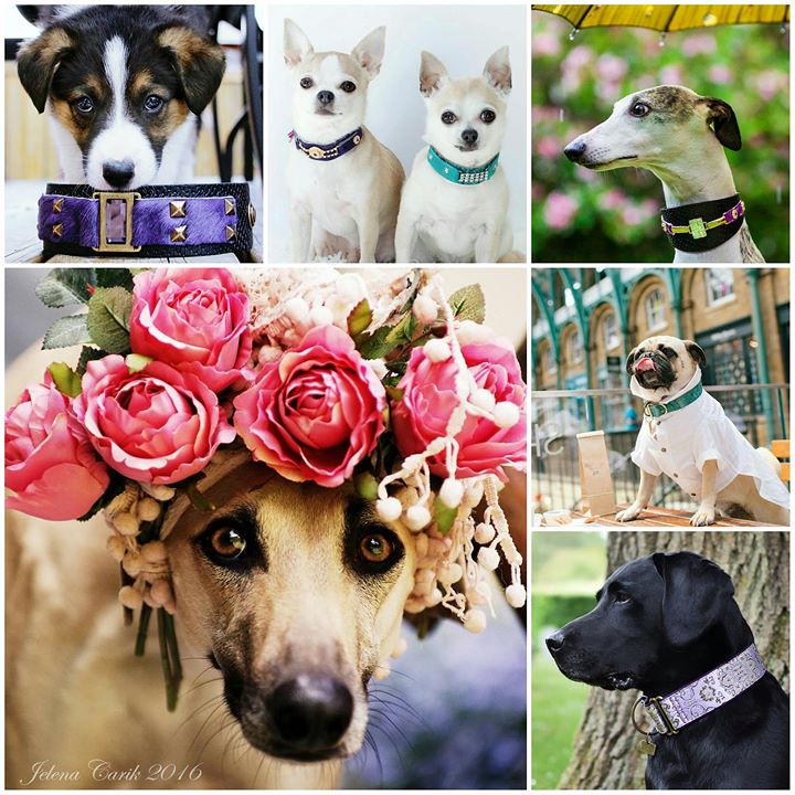 Dog Collars Designer Martingale Collar, Cat Collars, Crystal Collars