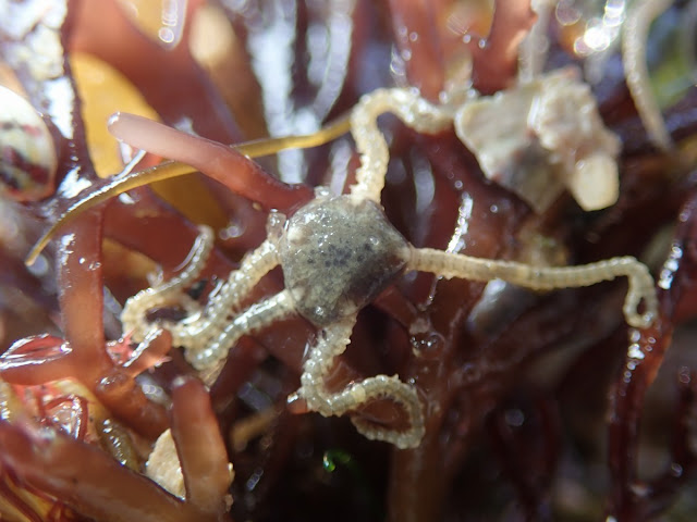 Amphipholis squamata Amphipholis squamata