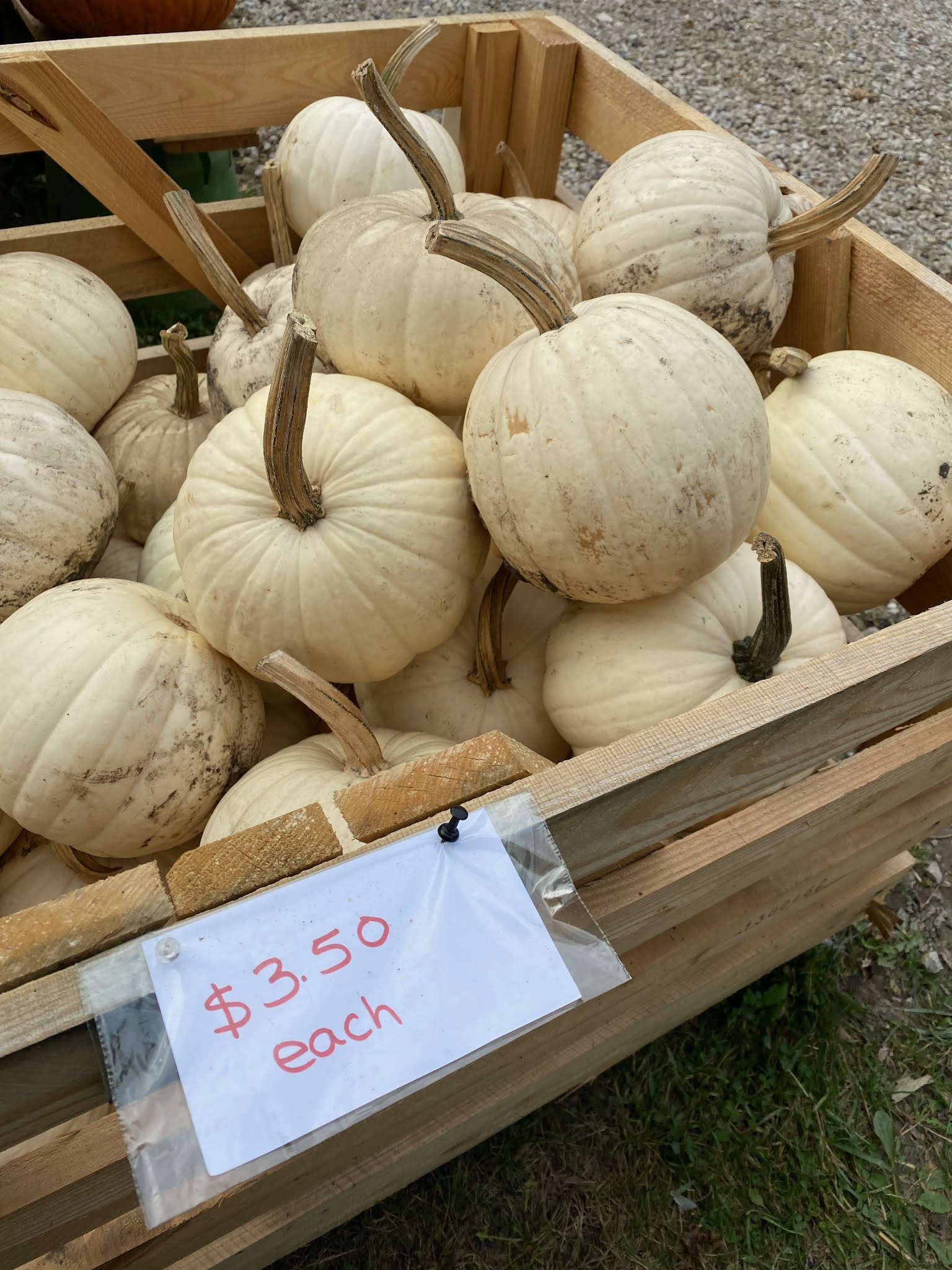 Joyful Learning in the Early Years Pumpkin Math