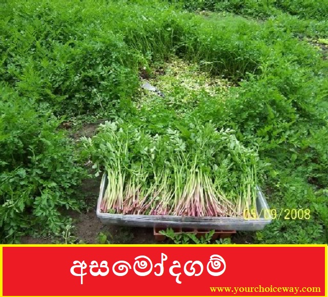 අසමෝදගම් [Asamodagam] (Trachyspermum Roxburghianum) - Your Choice Way