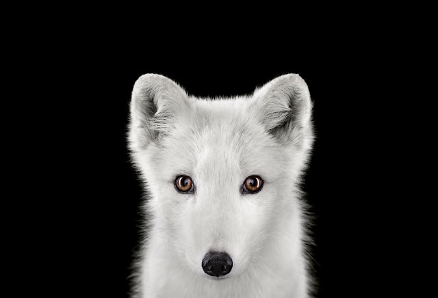 I-Create-Studio-Portraits-of-Exotic-Animals-Looking-Directly-Into-the-Camera__880