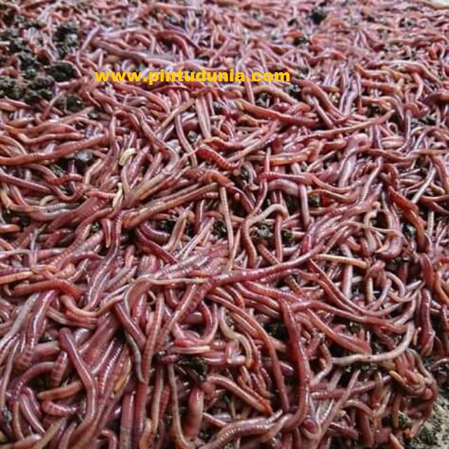 Cara Beternak Cacing Tanah - Pintu Dunia