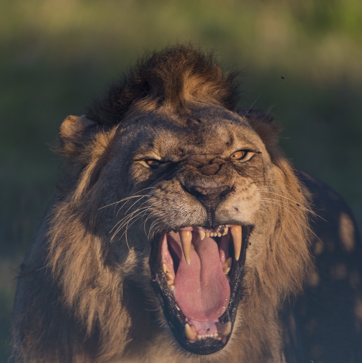 Löwen, Tsavo, Afrika, Wildlife, Safari, lion, lions, africa, kenya