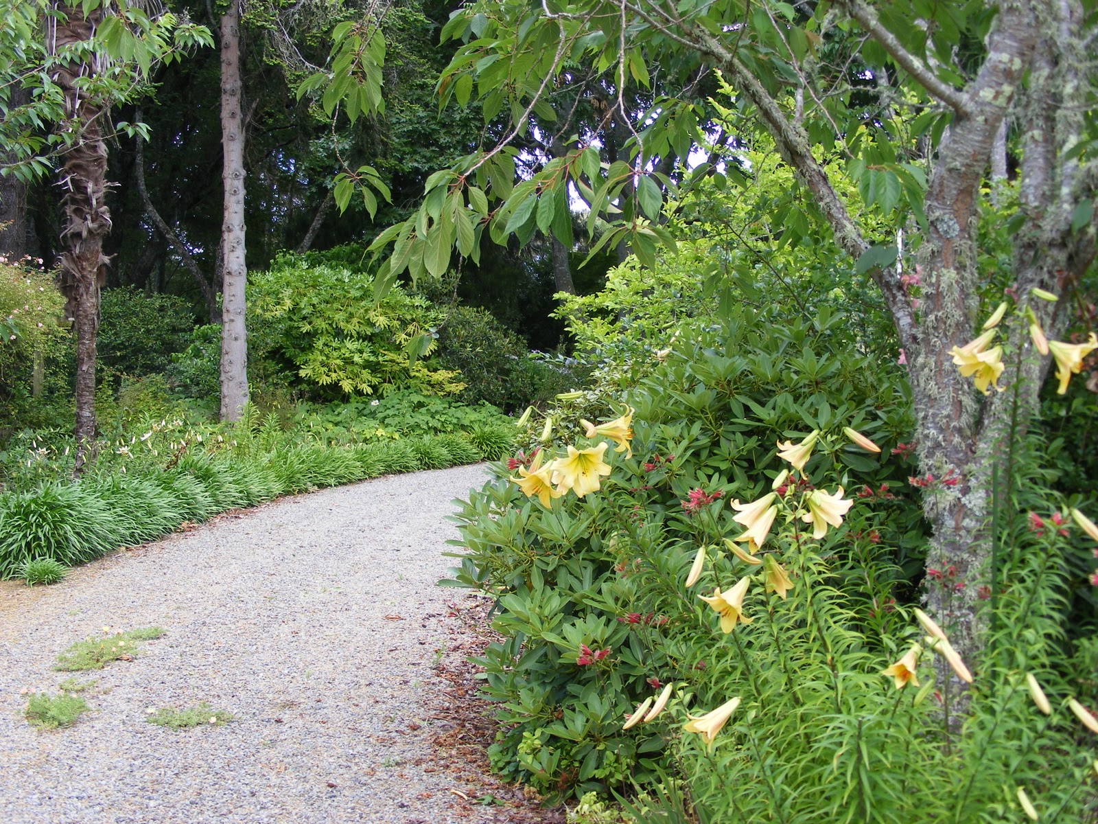 Dursley Garden Wairarapa, NEW ZEALAND Lilies
