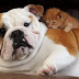 10 Things Only English Bulldog Parents Understand