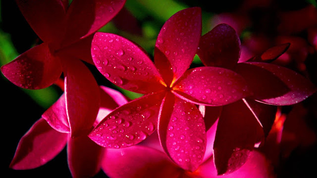 beautiful flower wallpaper