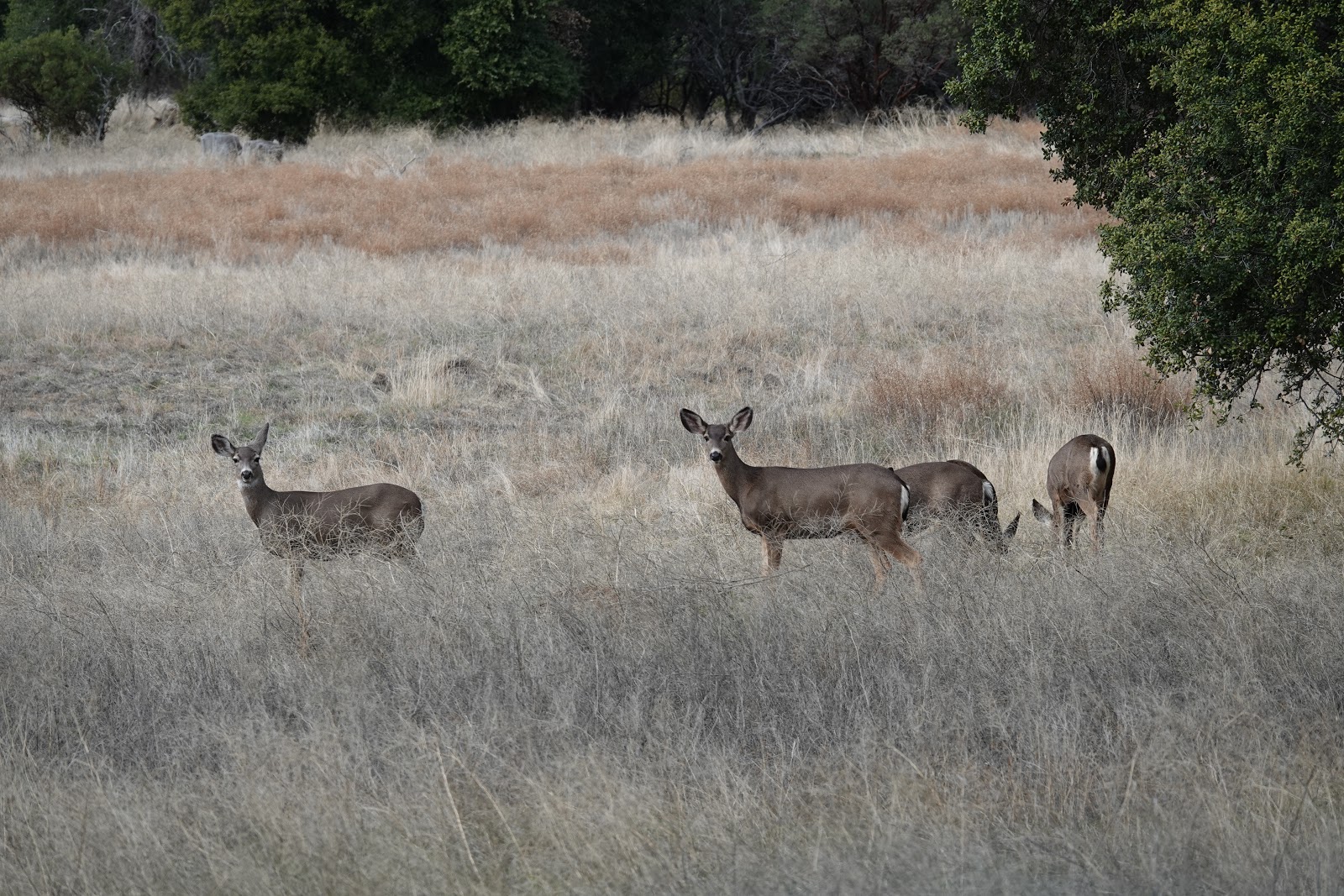 Looking for Lakes Corte Madera