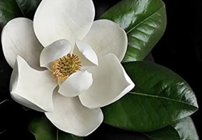 Magnolia Grandiflora