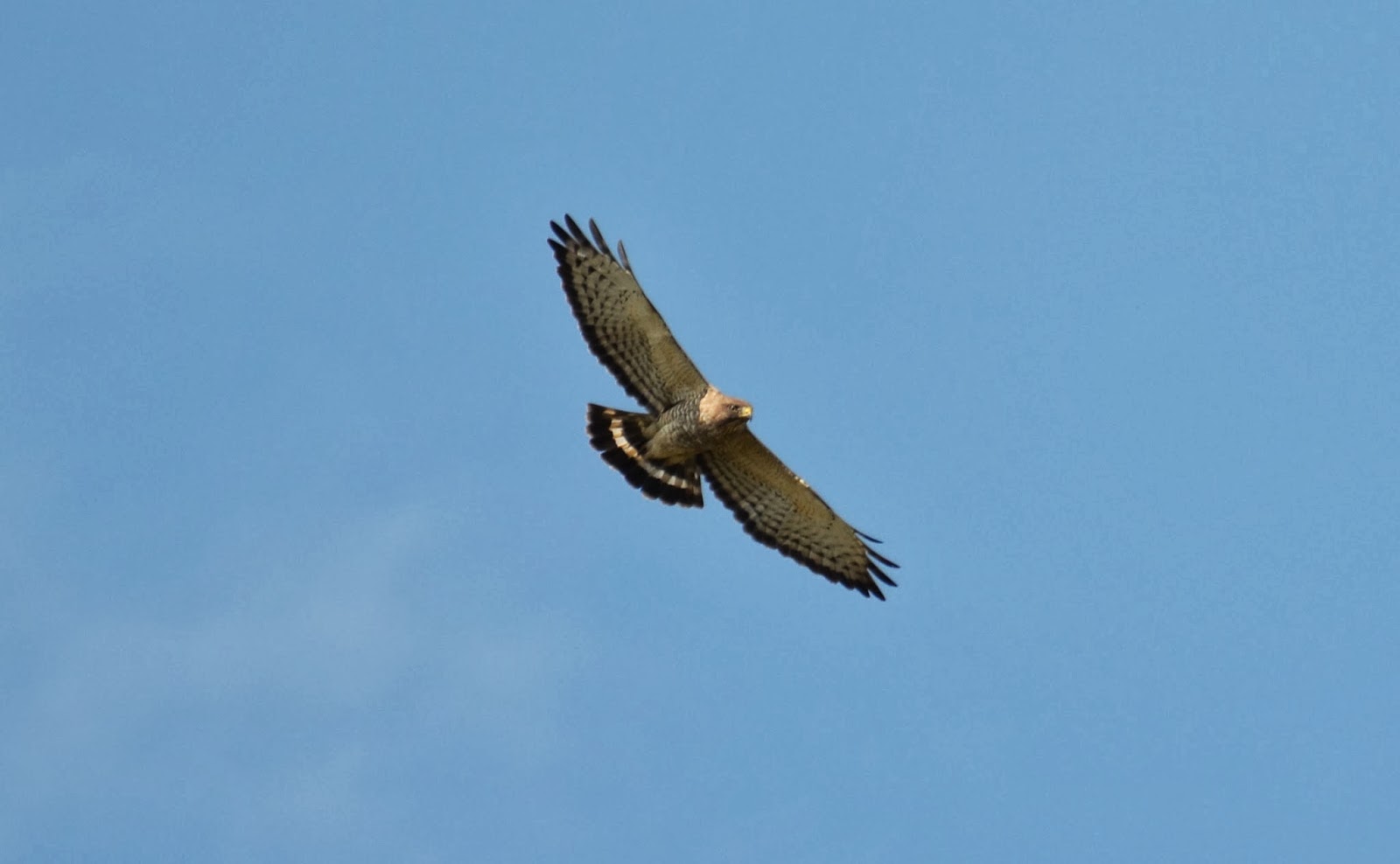 Urban Wildlife Guide: Goodbye Broad-winged Hawks